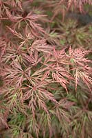 Acer palmatum dissectum 'Orangeola'