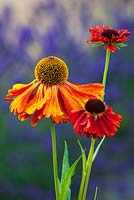 Helenium