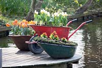 Brouettes recyclées utilisées comme bacs pour les fleurs comme les tulipes blanches et orange et les fritellaires situées sur une terrasse en bois de forme ronde.