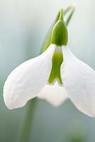 Galanthus plicatus 'Diggory', perce-neige. Ampoule, février. Fleur blanche unique.
