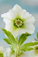 Helleborus x hybridus 'Pretty Ellen White'