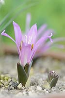 Bulbocodium vernum - Safran des prés du printemps