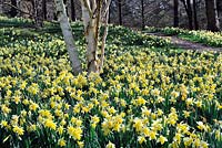 Narcissus pseudonarcissus naturalisé. Valley Gardens Windsor