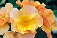 Rosa 'Simple Gold'