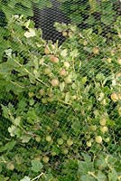 Ribes uva-crispa - Groseille à maquereau 'Invicta' protégée des oiseaux avec filet