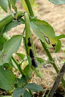 Botrytis fabae - Maladie des taches de chocolat sur les gousses et les feuilles de fèves