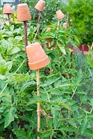 Plantes de tomates d'extérieur, 'Moneymaker' soutenues avec de la canne et de la ficelle de jardin, une canne surmontée d'un pot en terre cuite pour éviter les blessures.