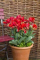 Tulipa 'Rococo' en pot en terre cuite à côté de chaise et clôture en saule