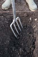 Planter des pommes de terre dans des tranchées. Pile de sol dans les réfrigérateurs de chaque côté de la tranchée. Fourchez du compost et de l'engrais pour pommes de terre dans la base de la tranchée