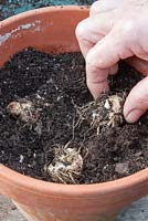 Rempoter les rhizomes de Zantedeschia après les avoir retirés d'un pot bondé. Placez trois rhizomes dans un grand pot