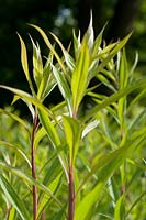 Baptisia tinctoria, Fabaceae - Wilder Indigo, jardin de teinture