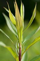 Baptisia tinctoria, - Wilder Indigo, Fabaceae, jardin de teinture
