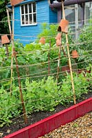 Bordure végétale surélevée avec récolte de Pois 'Kelvedon wonder', soutenue par de la ficelle de jardin et des cannes