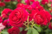 Rosa 'Frilly Cuff' - La rose des arbustes moderne a présenté Chelsea 2014