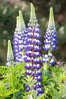 Lupinus 'The Governor' (Série Band of Nobles)