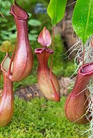 Nepenthes alata. Pichet tropical