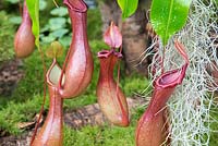 Nepenthes alata. Pichet tropical