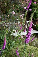 L'un des bancs joliment situés dans un charmant jardin des Cotswolds, avec des digitales et une topiaire arrondie adjacente. Campden House, Chipping Campden, Glos. Jardin NGS
