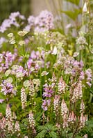 Thalictrum Aquilegifolium, Tiarella Cordifolia et Nepeta 'Sweet Dreams', Garden of Solitude, RHS Hampton Court Flower Show 2014
