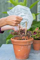 Couvrir les boutures de coleus nouvellement plantées avec un sac en plastique pour conserver la chaleur et l'humidité, favorisant une croissance saine.