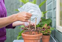 Couvrir les boutures de coleus nouvellement plantées avec un sac en plastique pour conserver la chaleur et l'humidité, favorisant une croissance saine.