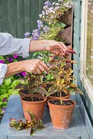 Pincer les extrémités des boutures de Coleus, encourageant la plante à sortir.