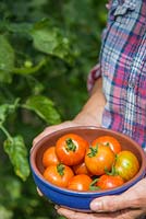 Tenant un bol de tomates récoltées 'Tigerella '.