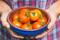 Tenant un bol de tomates récoltées 'Tigerella '.
