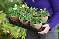 Plantation de jeunes plants de Primula vulgaris dans le sol