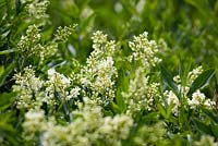 Ligustrum vulgare - Troène en fleurs poussant à l'état sauvage.