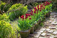 Pots de tulipa 'Jan Reus' bordant le chemin de briques à Glebe Cottage