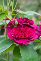 Rosa 'Darcey Bussell' - Old Rose hybride anglaise