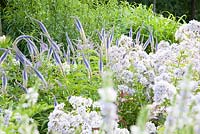Veroniscastrum virginicum 'Lavendelturm' avec Campanula lactiflora 'Loddon Anna' juillet - été