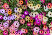 Mesembryanthemum 'Magic Carpet Mixed' - Livingstone Daisy - juillet - Ecosse
