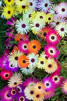 Mesembryanthemum 'Magic Carpet Mixed' - Livingstone Daisy - juillet - Ecosse