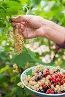 Récolte des fruits de Ribes nigrum 'Ben Nevis', Ribes rubrum 'Jonkheer van Tets' et Ribes rubrum 'Versailles'