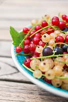 Fruits récoltés de Ribes nigrum 'Ben Nevis', Ribes rubrum 'Jonkheer van Tets' et Ribes rubrum 'Versailles'