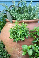 Herbes plantées dans un pot à fraises en terre cuite - dont origan; thym; salvia; romarin et menthe