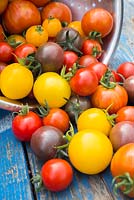Récolte mixte de tomates. Tomate 'Red Cherry', 'Golden Sunrise', 'Black Cherry' et 'Tigerella '.