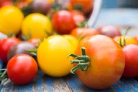 Récolte mixte de tomates. Tomate 'Red Cherry', 'Golden Sunrise', 'Black Cherry' et 'Tigerella'