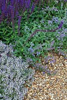 Thymus, Salvia nemorosa 'Caradonna' et Nepeta 'Six Hills Giant' dans The Flintknapper's Garden - A Story of Thetford