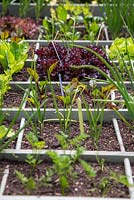 Étiquettes de plantes colorées dans un trug de légumes soulevés de jardinage pied carré