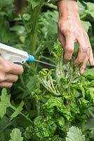 Pulvérisation de pesticides sur les pucerons attaquant Echinops ritro