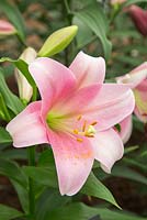 Lilium 'Danseuse' - Longiflorum Oriental Lily
