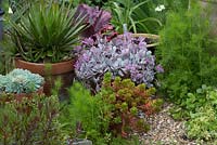 Plantes succulentes en pots, jelly bean sedum Sedum rubrotinctum, kalanchoe, echeveria, agave