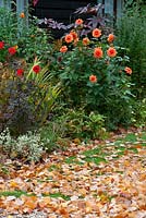 Parterre d'automne avec des dahlias, des feuilles mortes et de l'huile de ricin