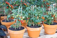 The World Vision Garden - vue sur des pots de jardin avec des tomates qui poussent - Designer - John Warland - Sponsor - World Vision