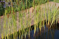 Piscine de l'étang avec des joncs et une terrasse en bois