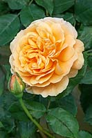 Rosa 'Crown Princess Margareta' - David Austin Rose Garden, Shropshire, Royaume-Uni