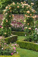 Arc avec escalade 'Crown Princess Margareta' Rosa et Buxus parterres de fleurs - Couverture de boîte - David Austin Rose Garden, Shropshire, Royaume-Uni